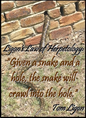 Ligon's Law of Herpetology: "Given a snake and a hole, the snake will crawl into the hole."  #Law #Snake #TomLigon